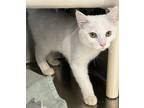Adopt Gibby a Domestic Shorthair / Mixed (short coat) cat in Portland