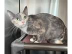 Adopt Lola Lee a Gray or Blue Domestic Shorthair / Domestic Shorthair / Mixed