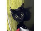 Adopt Trix a All Black Domestic Shorthair / Domestic Shorthair / Mixed cat in