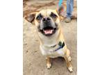 Adopt KitKat a Black - with Tan, Yellow or Fawn Pug / Husky / Mixed dog in