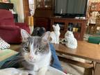 Adopt Jingles a Domestic Shorthair cat in Roanoke, VA (41267366)