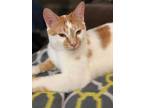 Adopt Gryffindor a Orange or Red Domestic Shorthair (short coat) cat in