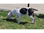 Adopt Grace 24-0005/K9 a White American Pit Bull Terrier dog in Atlantic