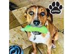Adopt FC-Mikey a Brown/Chocolate Mixed Breed (Large) / Mixed dog in Tangent