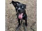 Adopt Jet a Black Mixed Breed (Large) / Mixed dog in Menands, NY (41120347)