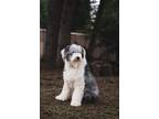 Adopt Jade a White - with Gray or Silver Old English Sheepdog / Mixed dog in