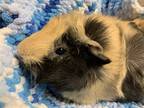 Adopt Snickers a Guinea Pig small animal in Bracebridge, ON (41317095)