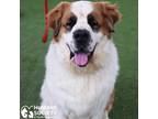 Adopt FOZZIE BEAR a Brown/Chocolate - with White St. Bernard / Mixed dog in