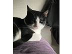 Adopt Max a Black & White or Tuxedo Domestic Shorthair (short coat) cat in
