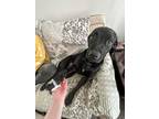 Adopt Otho a Black Labrador Retriever / Labrador Retriever / Mixed dog in