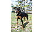 Adopt Mya a Black Rottweiler / Mixed dog in Park Rapids, MN (41292337)