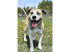 Adopt Cloud a Brindle Mastiff / Alaskan Klee Kai / Mixed (short coat) dog in