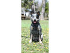Adopt Cash a Black Australian Cattle Dog / Mixed dog in Park Rapids