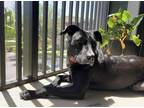 Adopt SWEET TARTS a Black Mixed Breed (Medium) / Mixed dog in Fernandina Beach