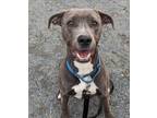 Adopt Scott Sterling a Merle Mixed Breed (Small) / Mixed (short coat) dog in