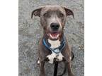 Adopt Scott Sterling a Gray/Blue/Silver/Salt & Pepper Mixed Breed (Large) /