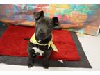 Adopt Adoptable Ebony a Black American Pit Bull Terrier / Mixed dog in Wichita