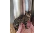 Adopt Emily a Brown or Chocolate Domestic Shorthair / Domestic Shorthair / Mixed