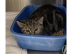 Adopt Natalie a Brown Tabby Domestic Shorthair / Mixed Breed (Medium) / Mixed