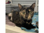 Adopt Lisa Frank a All Black Domestic Shorthair / Domestic Shorthair / Mixed cat