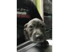 Adopt Chief Wiggum a Gray/Blue/Silver/Salt & Pepper Terrier (Unknown Type