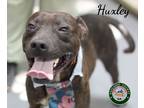 Adopt 24-03-0915 Huxley a Pit Bull Terrier / Mixed dog in Dallas, GA (41071046)