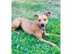 Adopt Gianna a Red/Golden/Orange/Chestnut Mountain Cur / Mixed dog in The