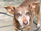 Adopt Halo a Brown/Chocolate Mixed Breed (Small) / Mixed dog in Georgetown