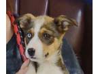 Adopt Octavia a Brown/Chocolate Husky / Mixed dog in LaHarpe, KS (41233122)