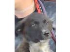 Adopt Anat a Black Husky / Mixed dog in LaHarpe, KS (41233125)