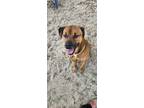 Adopt Jovi a Brown/Chocolate Mixed Breed (Large) / Mixed dog in Green Cove