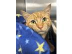 Adopt Cara (foster) a Orange or Red Domestic Shorthair / Domestic Shorthair /