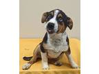 Adopt Coco Puff a Australian Cattle Dog / Mixed dog in Neillsville