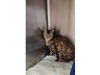 Adopt Martie a Brown Tabby Domestic Shorthair / Mixed Breed (Medium) / Mixed