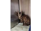 Adopt Martie a Brown or Chocolate Domestic Shorthair / Domestic Shorthair /