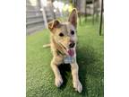 Adopt Henry (HDS) a Tan/Yellow/Fawn Beagle / Jindo / Mixed dog in Brooklyn