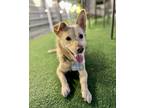 Adopt Henry (HDS) a Tan/Yellow/Fawn Spitz (Unknown Type, Small) / Jindo / Mixed