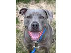 Adopt Nala a Gray/Blue/Silver/Salt & Pepper Mixed Breed (Large) / Mixed dog in