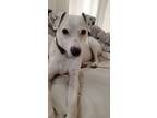 Adopt Rogue a White - with Black Terrier (Unknown Type, Medium) / Whippet /