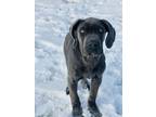 Adopt Bruno a Gray/Blue/Silver/Salt & Pepper Cane Corso / Mixed dog in Tulsa
