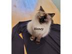 Adopt Honey a Cream or Ivory Ragdoll / Mixed (medium coat) cat in West Linn