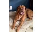 Adopt Sunday Red a Red/Golden/Orange/Chestnut - with White Dogue de Bordeaux /