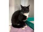 Adopt Wednesday a Domestic Shorthair / Mixed (short coat) cat in Jonesboro