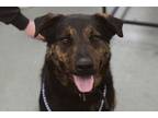 Adopt Arlo a Black Rottweiler / Mixed dog in Newton, KS (41230953)