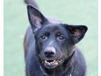Adopt Bozi a Black German Shepherd Dog / Mixed dog in Cleveland, OH (40586951)