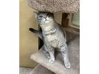 Adopt Carlos a Gray, Blue or Silver Tabby Domestic Shorthair (short coat) cat in