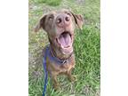 Adopt Mel a Brown/Chocolate Labrador Retriever / Mixed dog in Baton Rouge