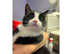 Adopt Plum a All Black Domestic Shorthair / Domestic Shorthair / Mixed cat in