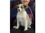 Adopt Farid a Tan/Yellow/Fawn Husky / Mixed dog in LaHarpe, KS (41233126)