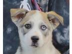 Adopt Hendrix a Tan/Yellow/Fawn Husky / Mixed dog in LaHarpe, KS (41233119)